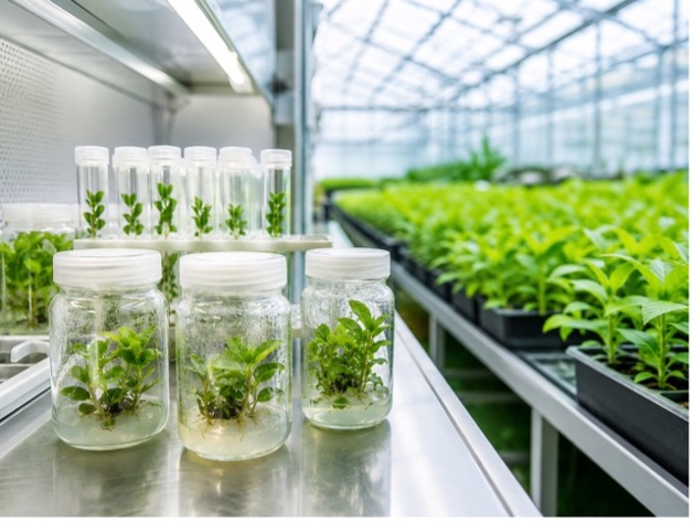 Plant Cultivation